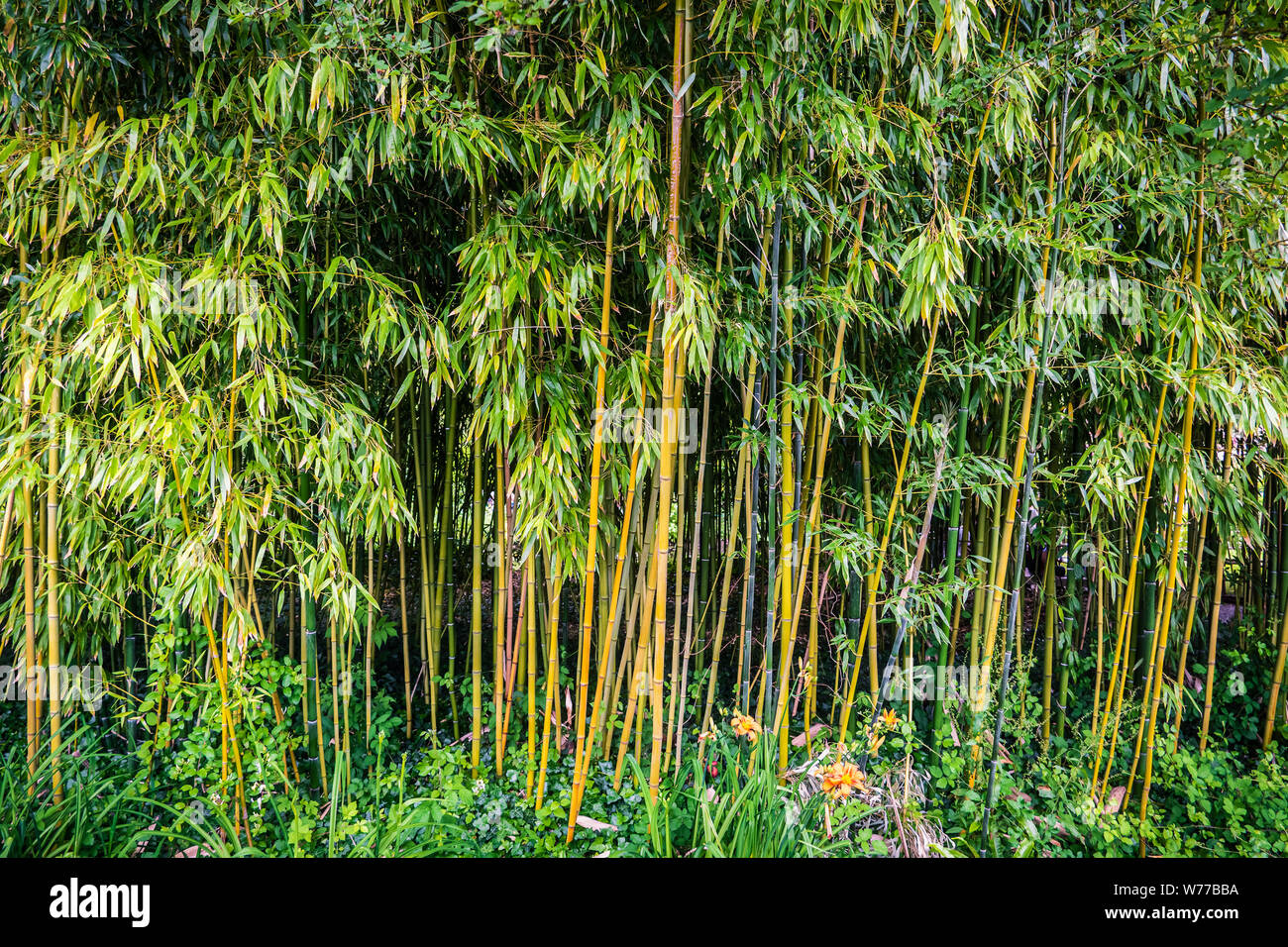 Green bamboo groves or forest with foliage, Bambusoideae Stock Photo