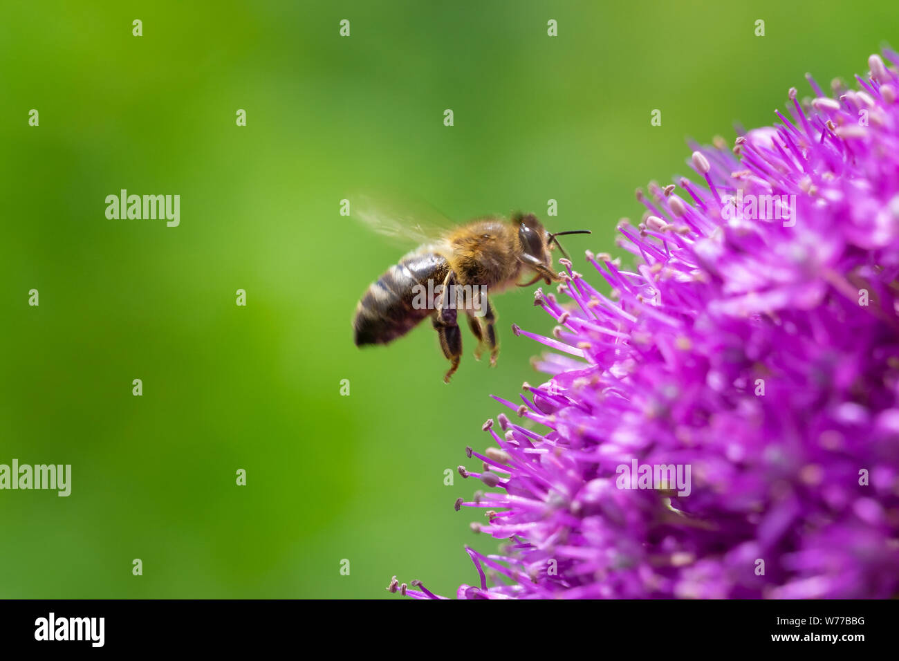 Bee flying gathering pollen or nectar on a purple giant allium flower, Allium Giganteum, with copy space. Stock Photo