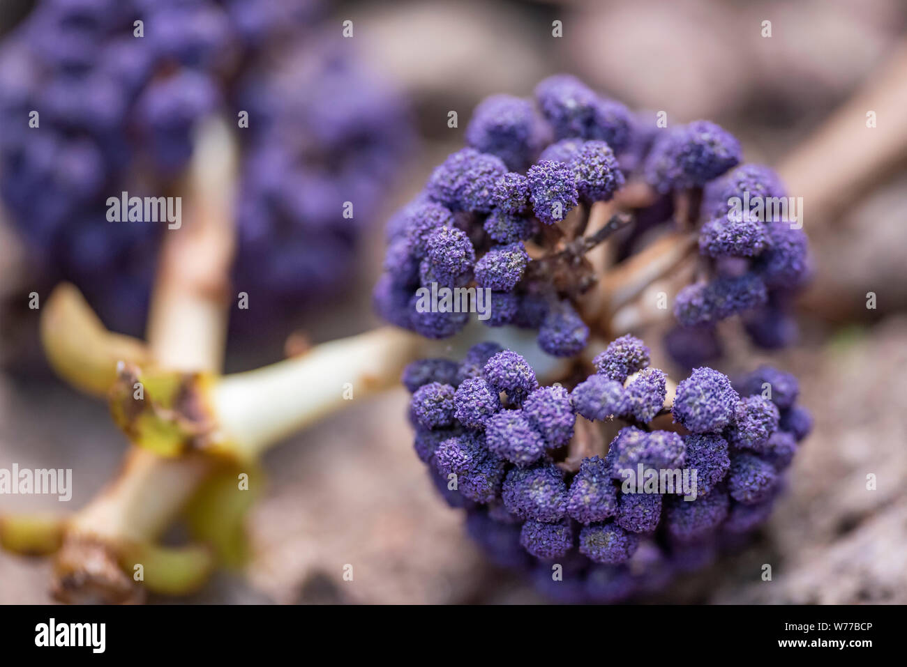 Memeselon Zonitchny (Memecylon umbellatum) purple flowers close-up. Thailand, Koh Chang Island. Stock Photo