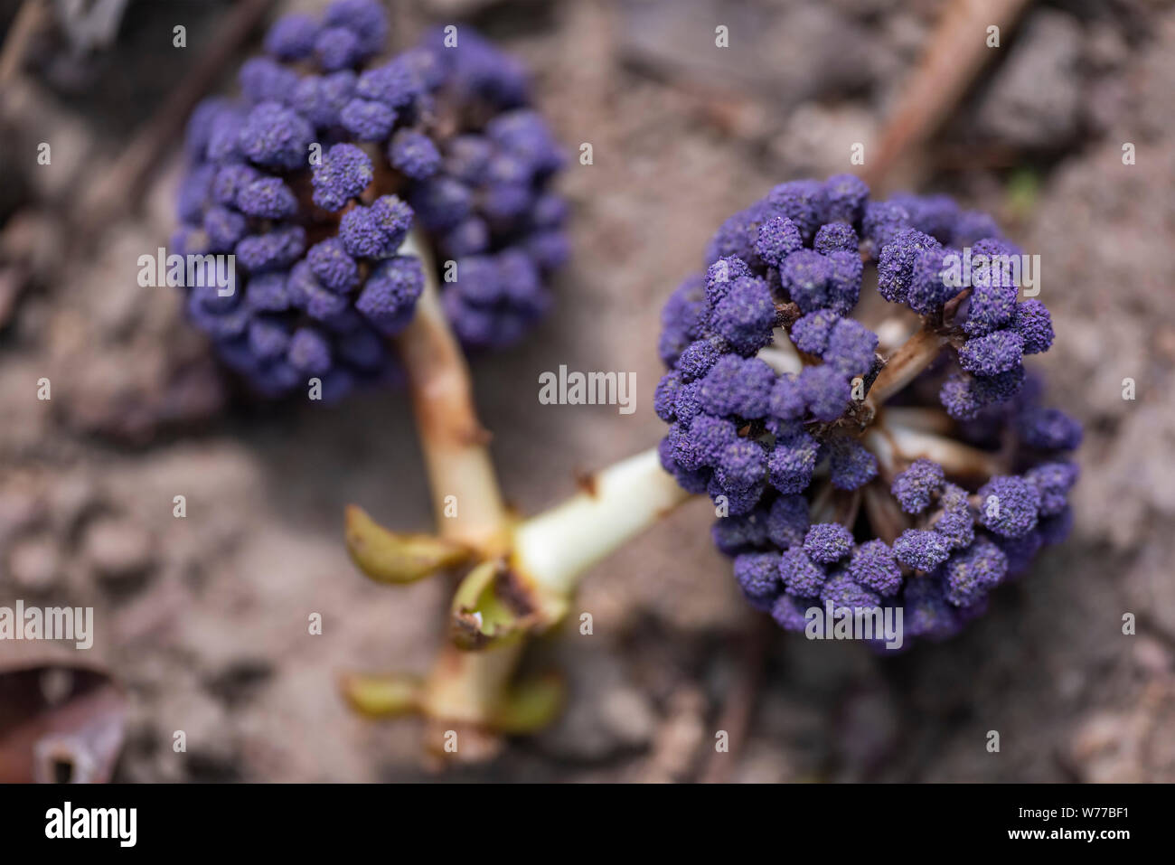 Memeselon Zonitchny (Memecylon umbellatum) purple flowers close-up. Thailand, Koh Chang Island. Stock Photo