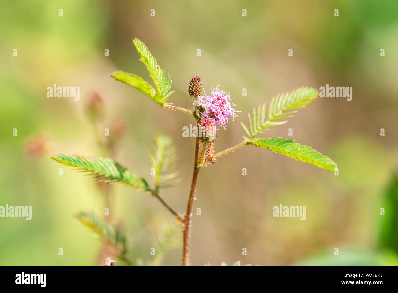 Plant Mimosa pudica close-up in natural environment with natural light. Thailand, Koh Chang Island. Stock Photo