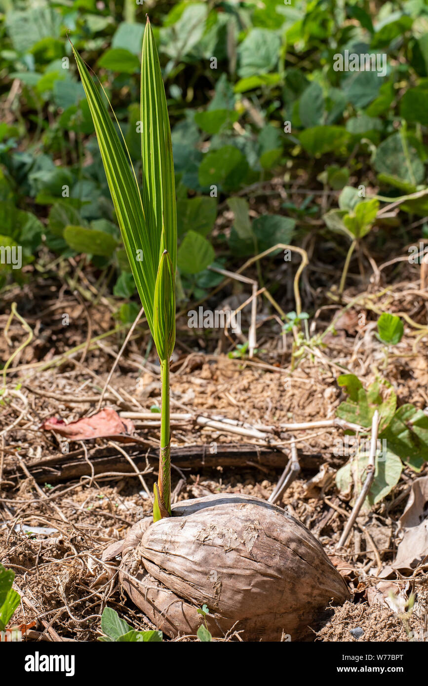 Closeup of a young palm tree growing from a fallen coconut. Thailand