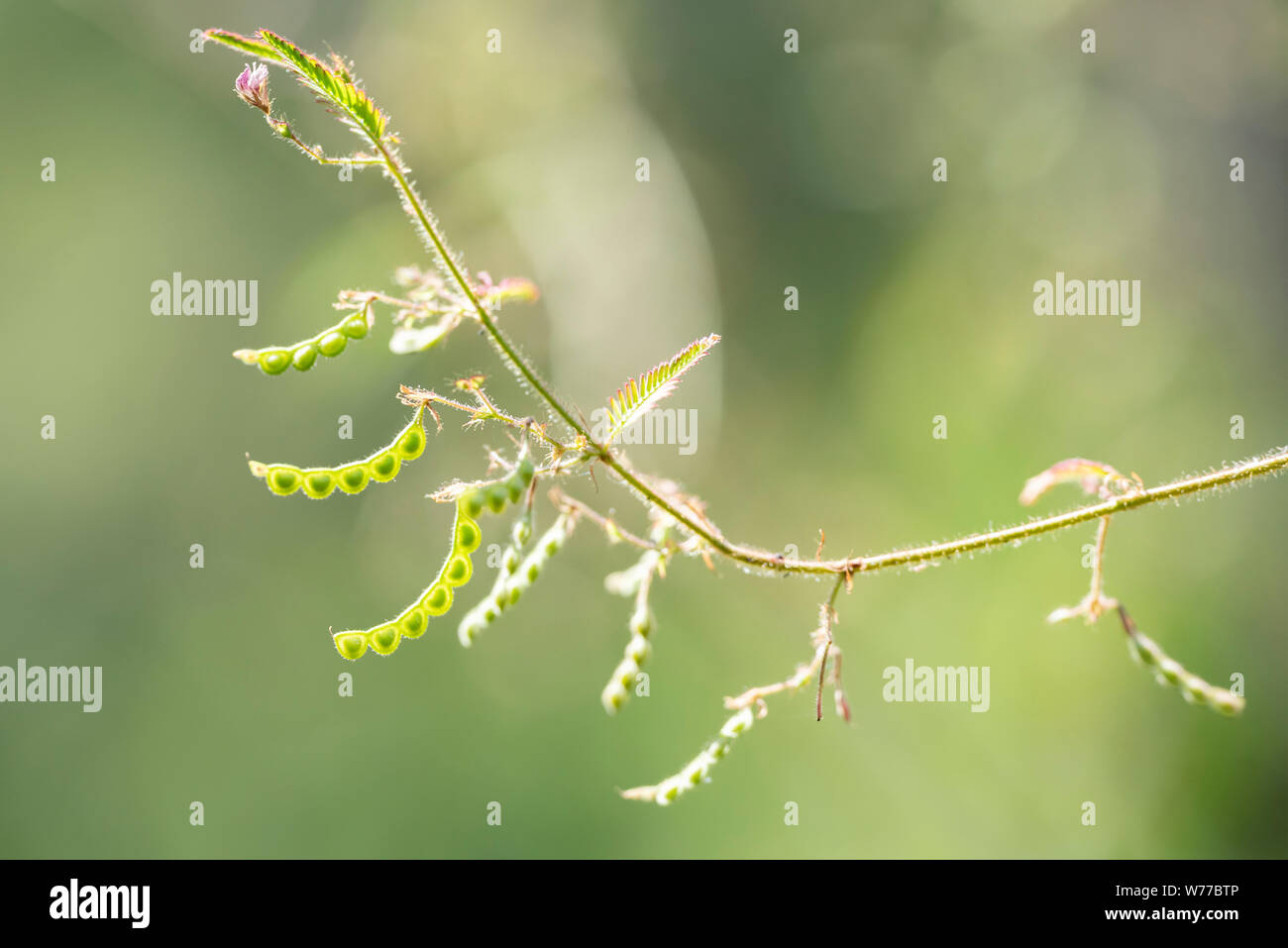 Aeschynomene americana plant close-up in natural light. Thailand, Koh Chang Island. Stock Photo