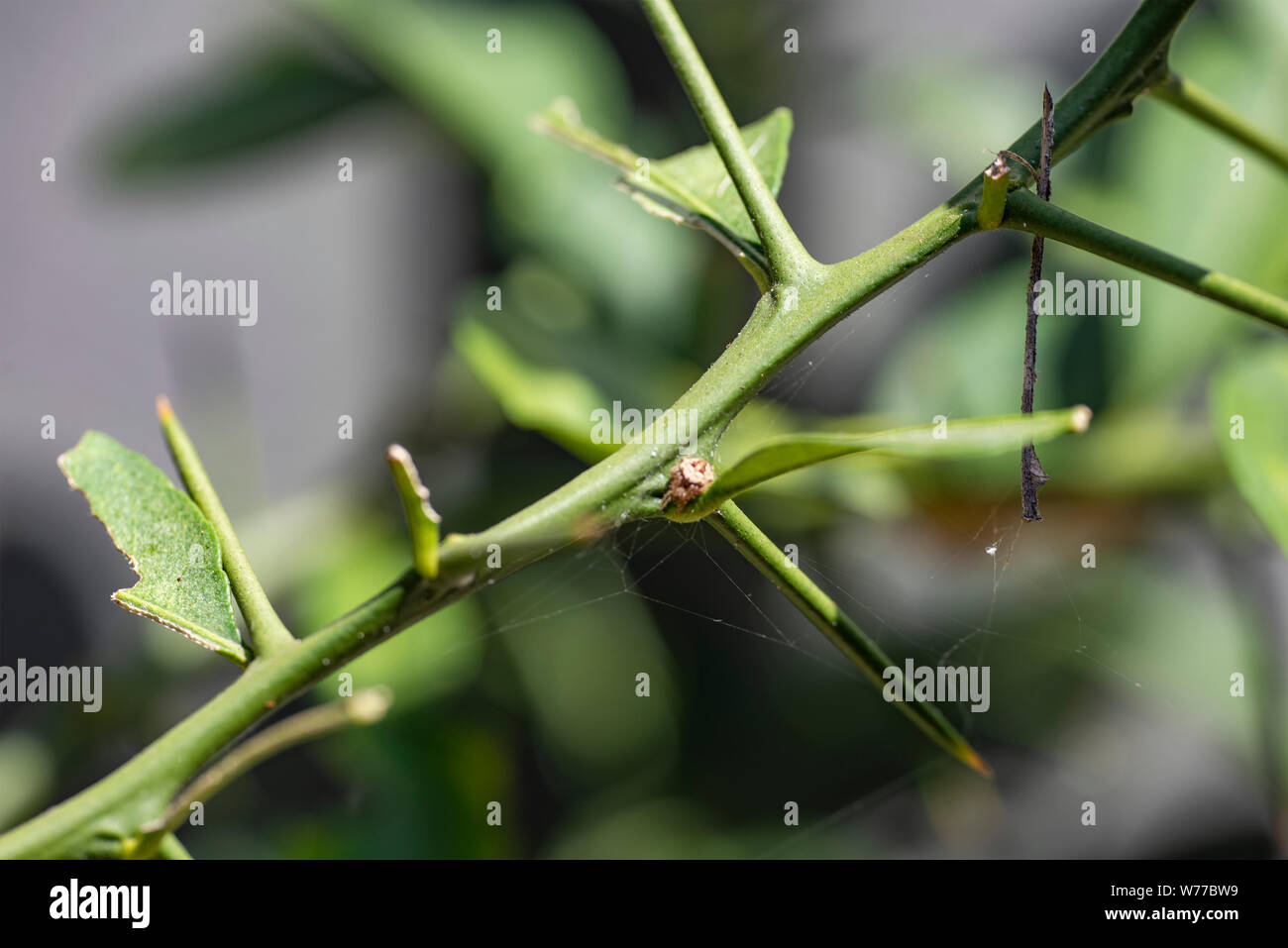 Stalk With Needles Of Citrus Maxima In Natural Conditions On A Clear 