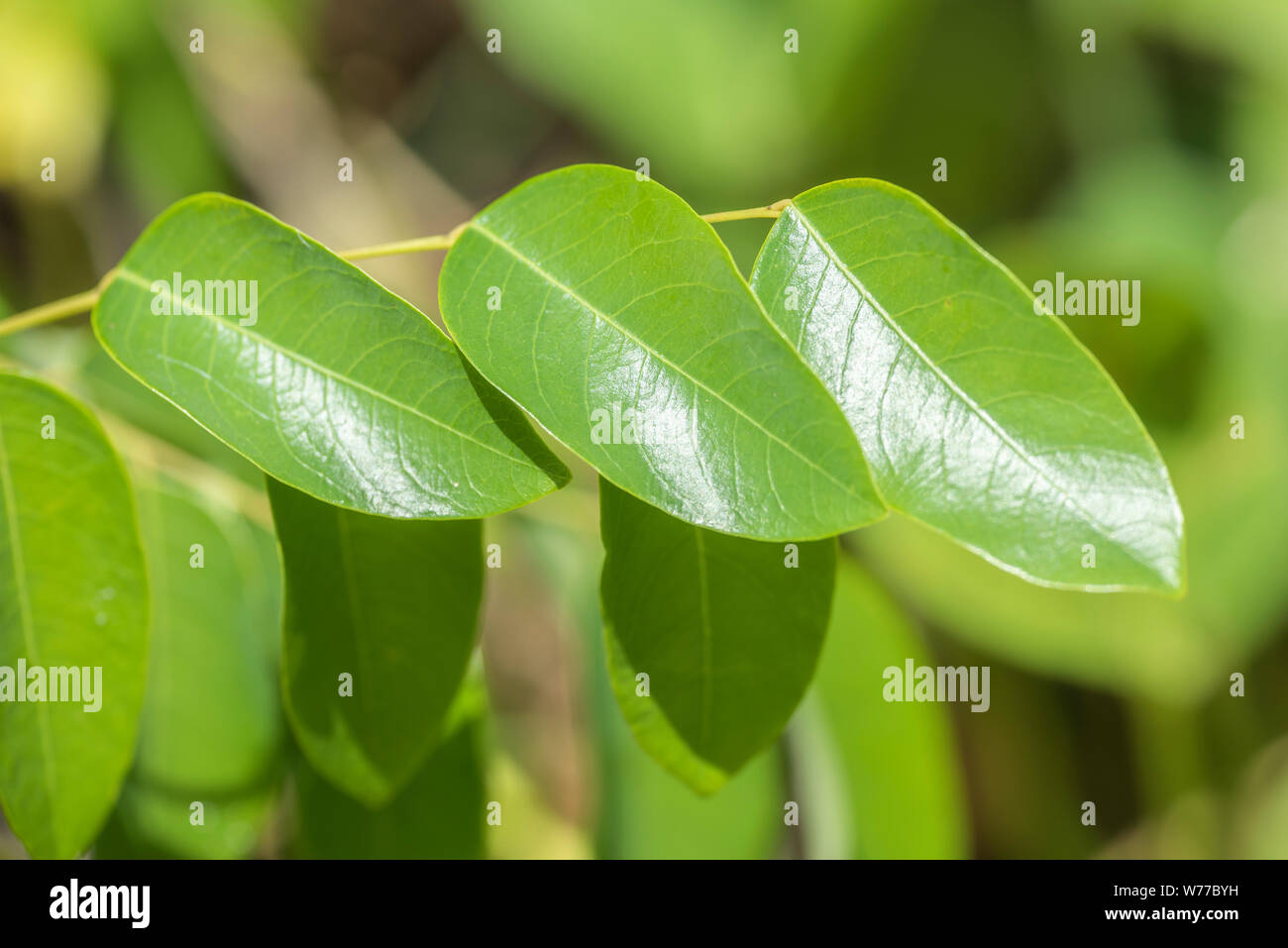 Green leaves of the Ipomoea plant.  Koh Chang Island, Thailand. Stock Photo