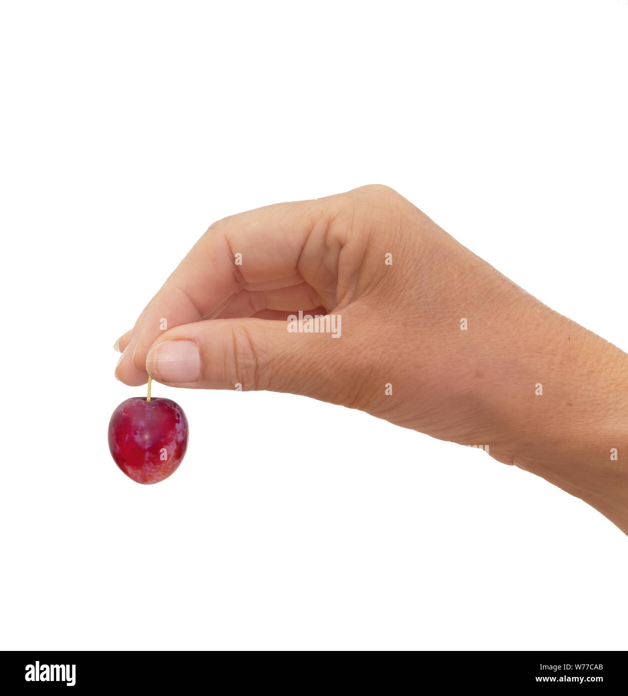 Red cherry plum in hand, isolated on white. Stock Photo