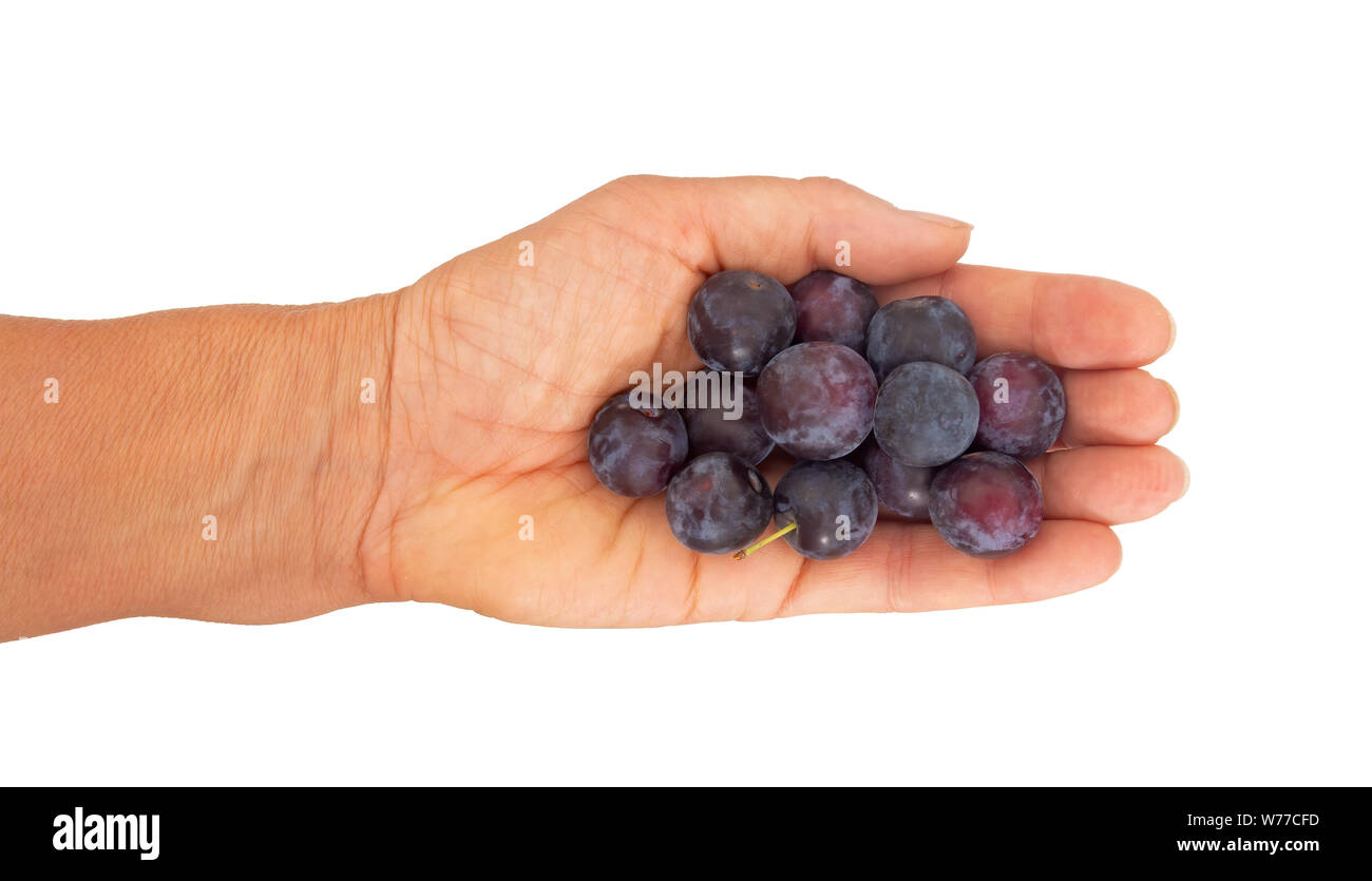 Purple cherry plums in hand, isolated on white. Heritage variety. Stock Photo