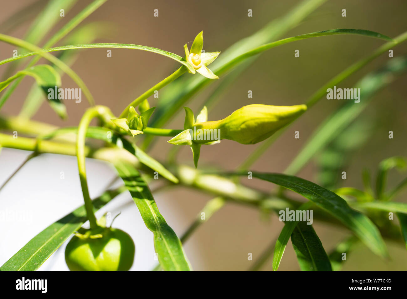 Thevetia peruviana (Cascabela thevetia) green leaves and unblown