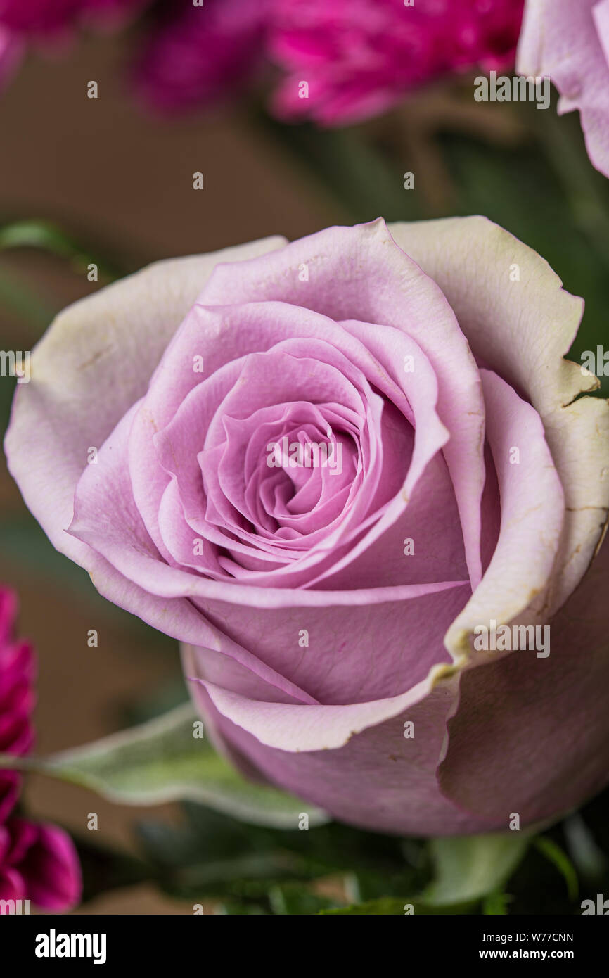 Bright pink rose flower macro still on a flower bouquet Stock Photo - Alamy
