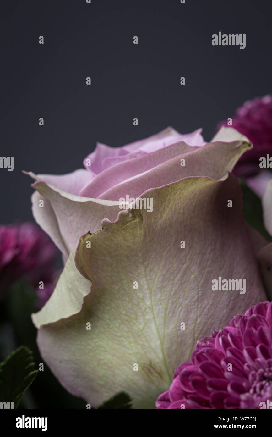 Bright pink rose flower macro still on a flower bouquet Stock Photo - Alamy