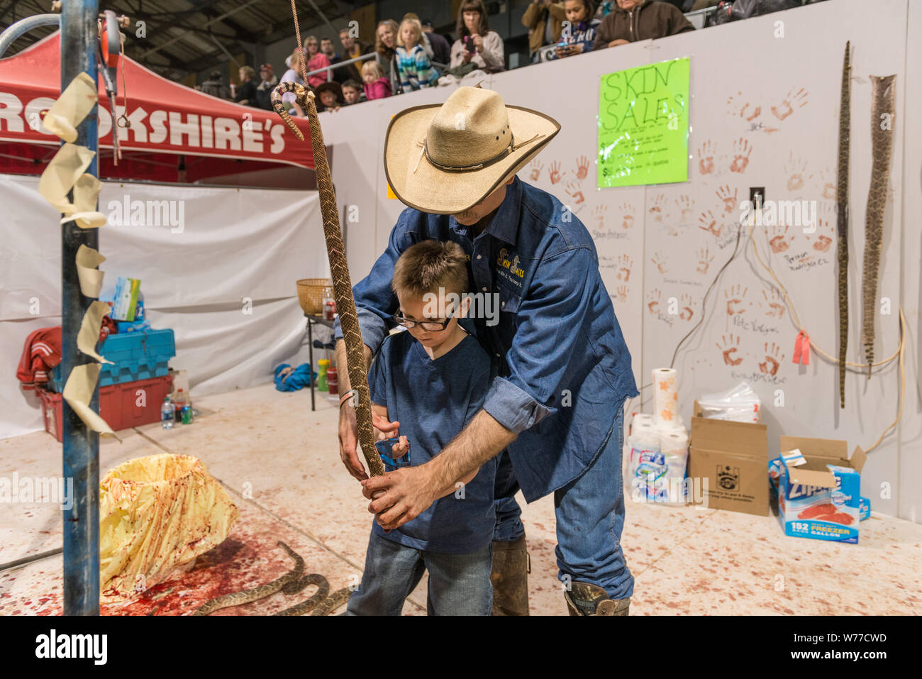 A skilled snake-skinner demonstrates his craft to a young visitor at the World's Largest Rattlesnake Roundup in Sweetwater, Texas Physical description: 1 photograph : digital, tiff file, color.  Notes: Since 1958, the event, sponsored and run by the Sweetwater Jaycees, has been held annually in March at the Nolan County Coliseum. The Round-Up was started as a way to control the population of snakes in their brushy area of Texas. According to the Jaycees, the large population of rattlesnakes was harming local farmers and ranchers who were losing their livestock to these natural predators. Today Stock Photo