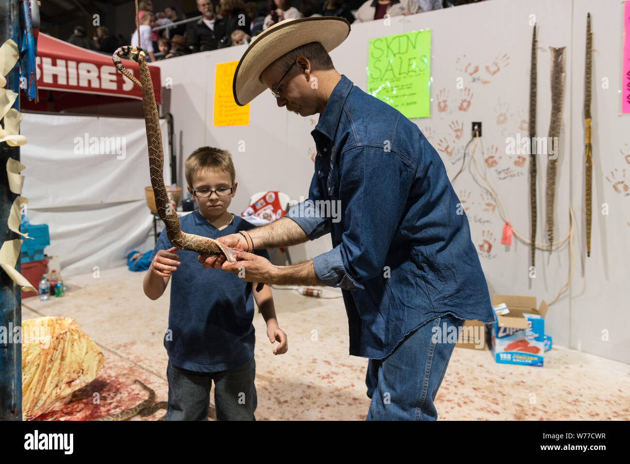 A skilled snake-skinner demonstrates his craft to a young visitor at the World's Largest Rattlesnake Roundup in Sweetwater, Texas Physical description: 1 photograph : digital, tiff file, color.  Notes: Since 1958, the event, sponsored and run by the Sweetwater Jaycees, has been held annually in March at the Nolan County Coliseum. The Round-Up was started as a way to control the population of snakes in their brushy area of Texas. According to the Jaycees, the large population of rattlesnakes was harming local farmers and ranchers who were losing their livestock to these natural predators. Today Stock Photo