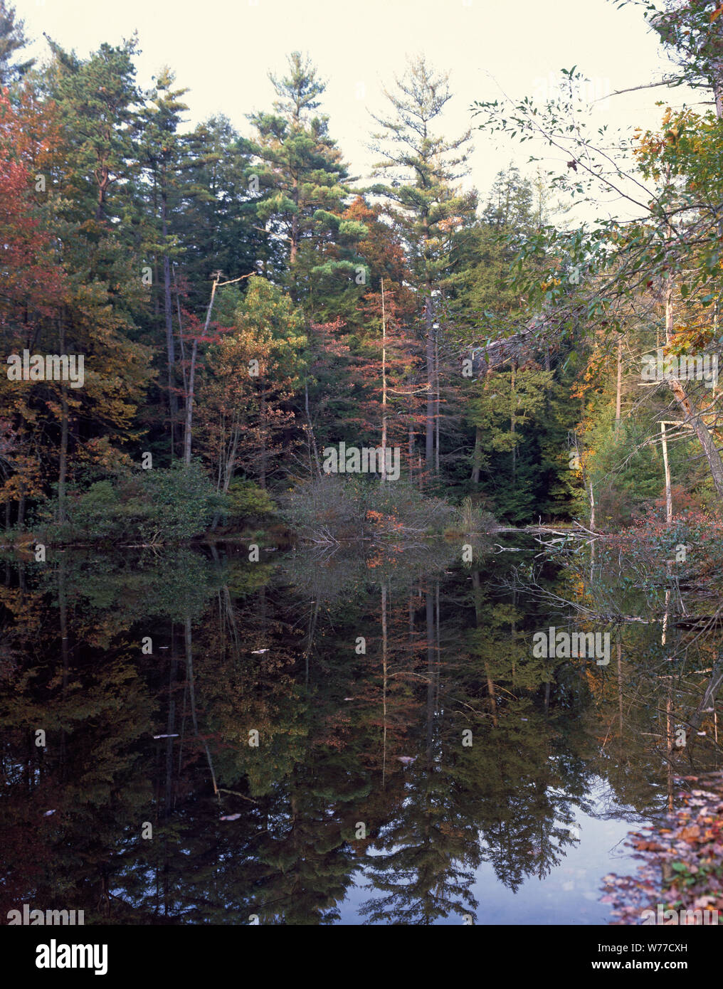 A serene pond beckons visitors and hikers on the Appalachian Trail, to Pennsylvania's Caledonia State Park in the northernmost section of the Blue Ridge Mountains Physical description: 1 transparency : color ; 4 x 5 in. or smaller  Notes: Title, date, and keywords provided by the photographer.; Digital image produced by Carol M. Highsmith to represent her original film transparency; some details may differ between the film and the digital images.; Forms part of the Selects Series in the Carol M. Highsmith Archive.; Gift and purchase; Carol M. Highsmith; 2011; (DLC/PP-2011:124).; Stock Photo