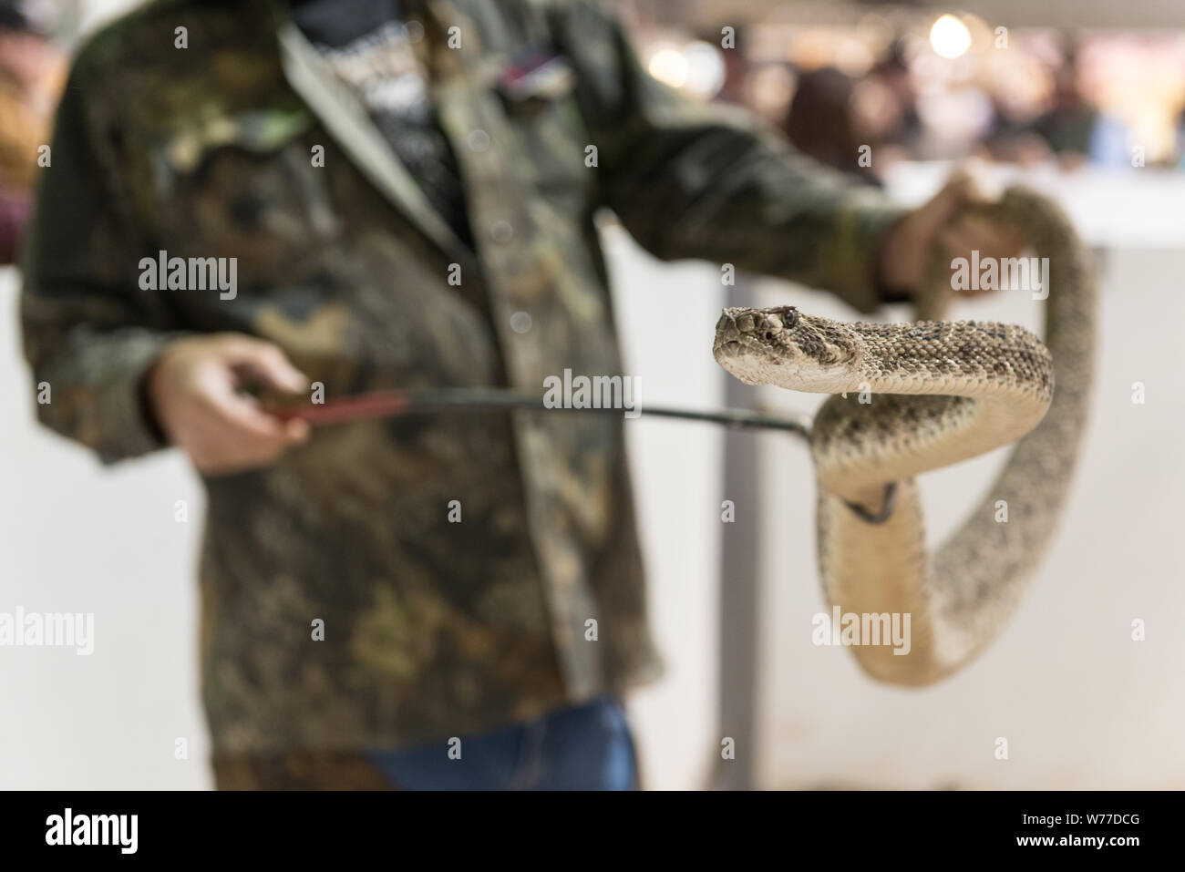 A snake-handler at the World's Largest Rattlesnake Roundup in Sweetwater, Texas Physical description: 1 photograph : digital, tiff file, color.  Notes: Since 1958, the event, sponsored and run by the Sweetwater Jaycees, has been held annually in March at the Nolan County Coliseum. The Round-Up was started as a way to control the population of snakes in their brushy area of Texas. According to the Jaycees, the large population of rattlesnakes was harming local farmers and ranchers who were losing their livestock to these natural predators. Today, the round-up attracts tens of thousands of visit Stock Photo