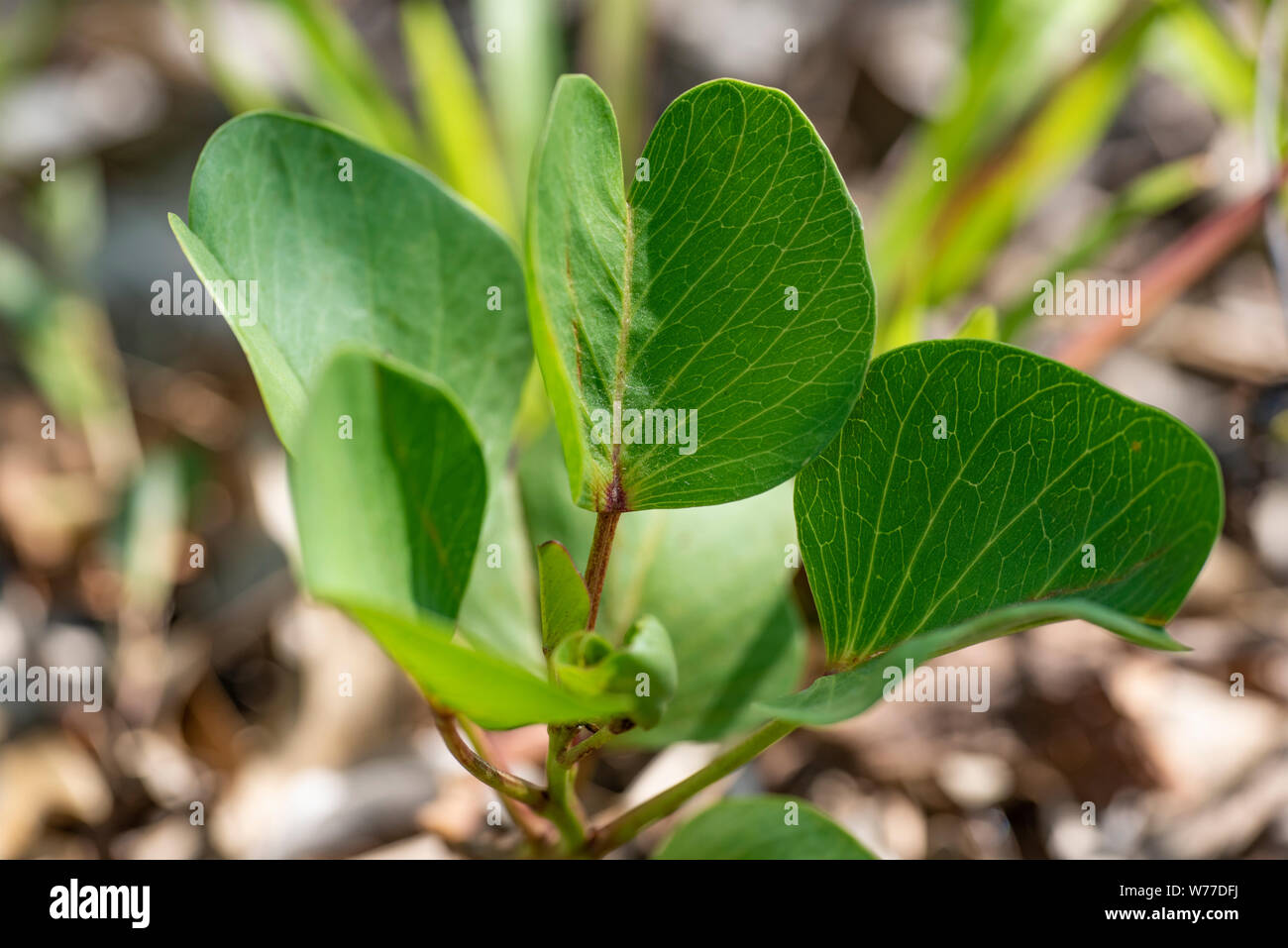 Ipomoea, green leaves, close-up in natural light. Koh Chang Island, Thailand. Stock Photo
