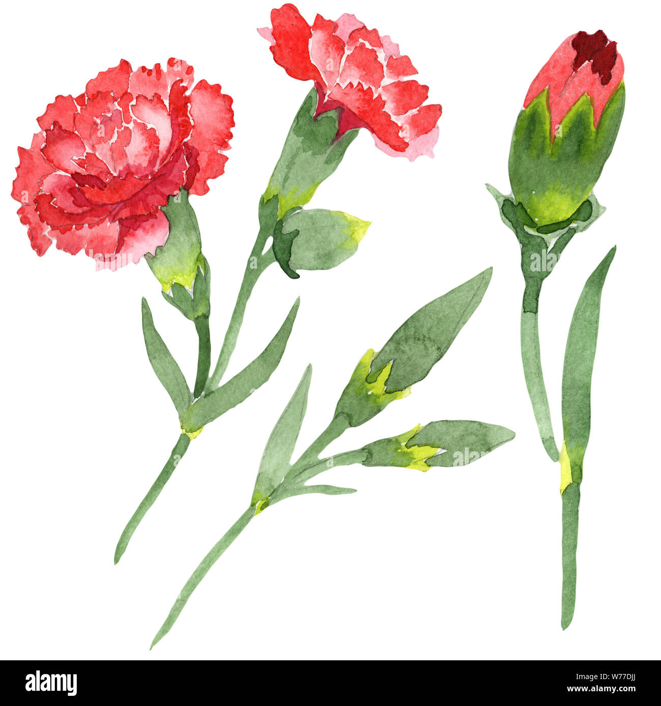 Red dianthus floral botanical flowers. Watercolor background