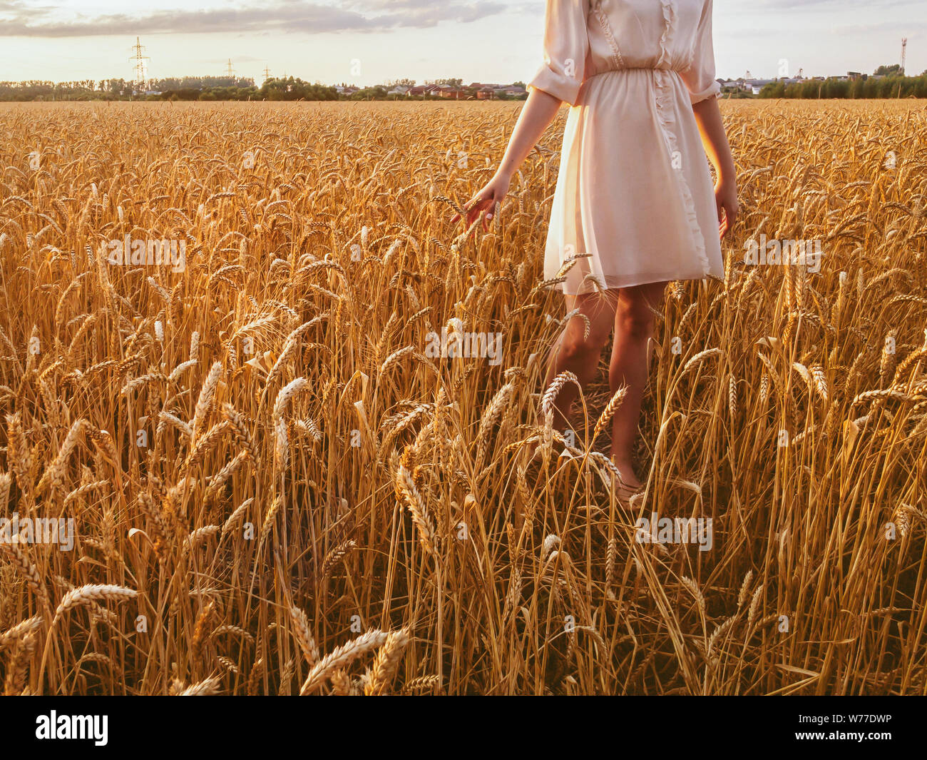 Young woman in a wheat field An unrecognizable girl in a beige dress is standing among the golden wheat ears Stock Photo
