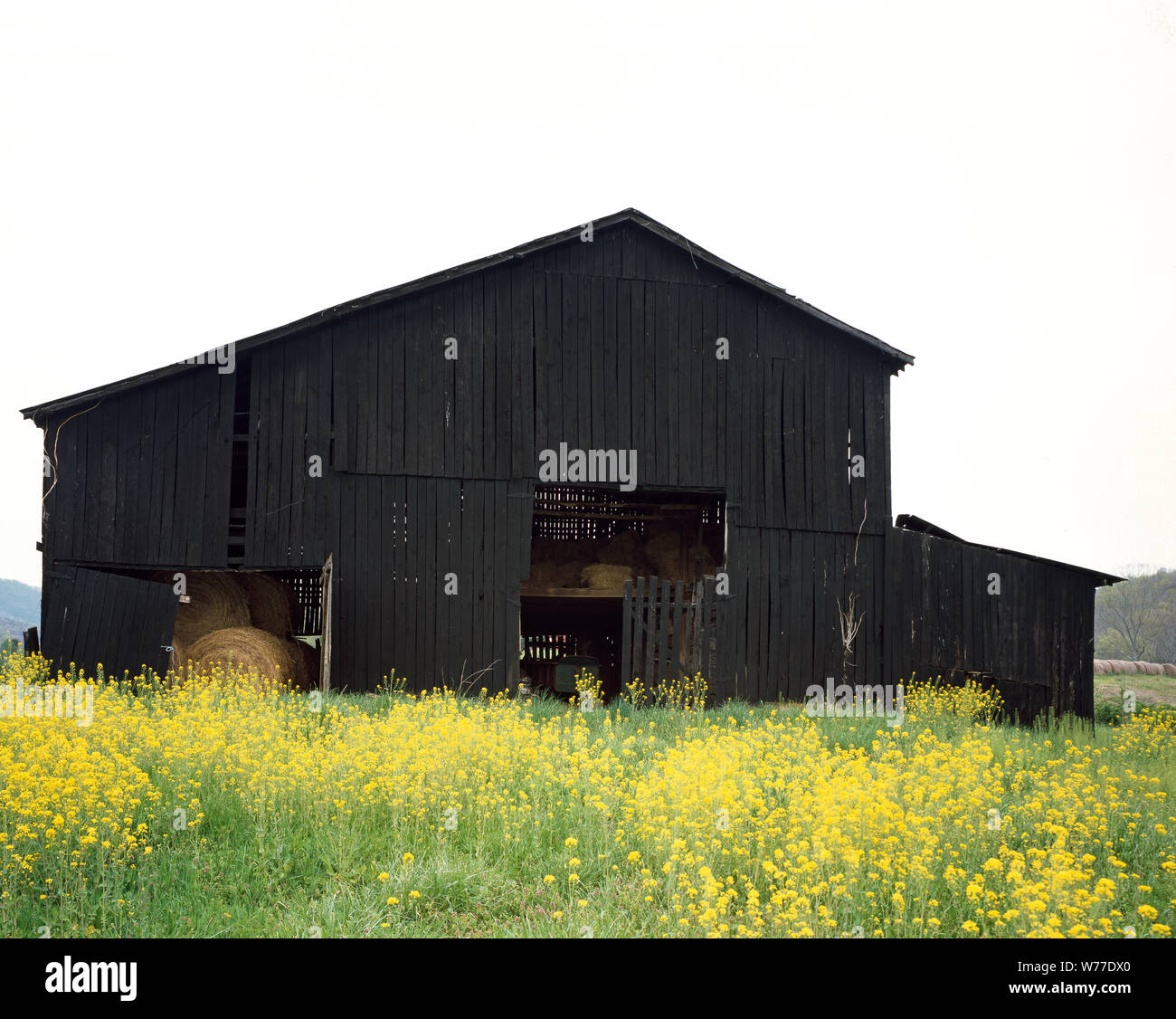 tobacco barns in kentucky Kentucky tobacco barns hi-res stock photography and images