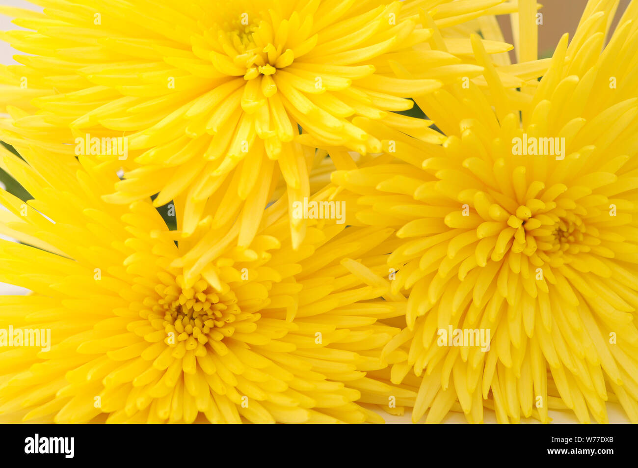 yellow spider mum for background  uses Stock Photo
