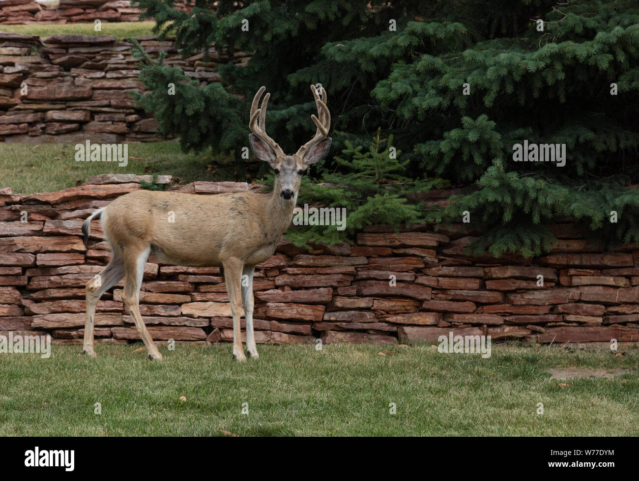 Casper m hires stock photography and images Alamy