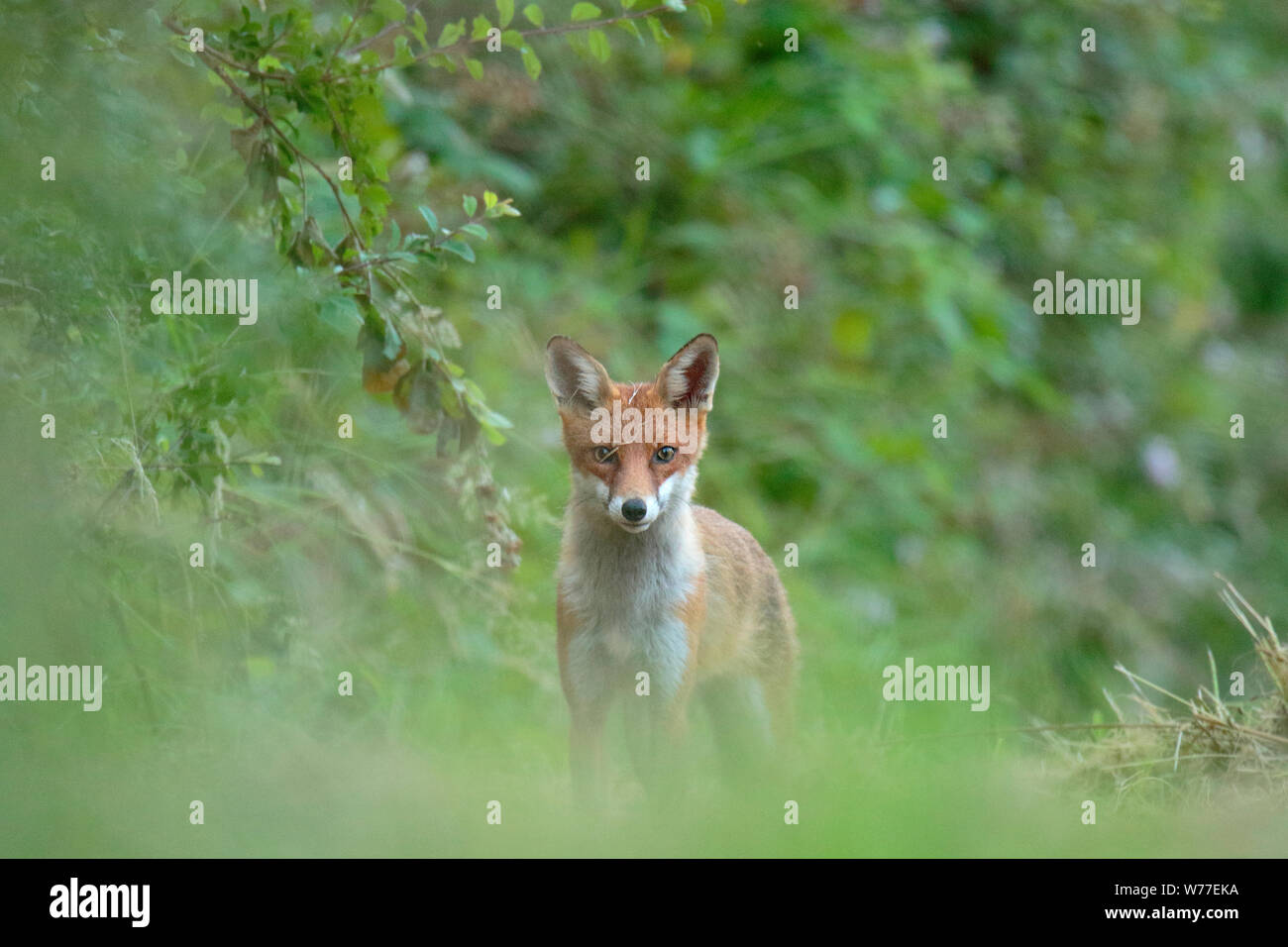Red Fox cub Stock Photo