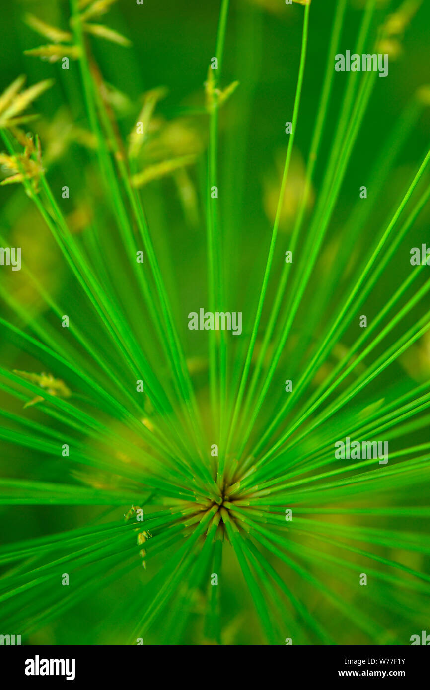 Green plant micro close-up in blast pattern Stock Photo