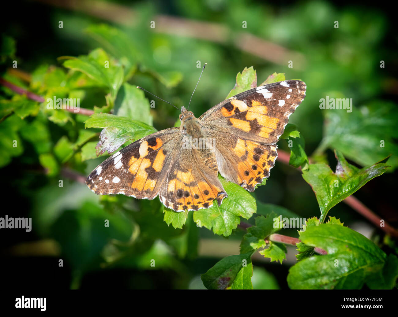 Painted Lady butterfly (Vanessa cardui) resting with wings spread. Stock Photo