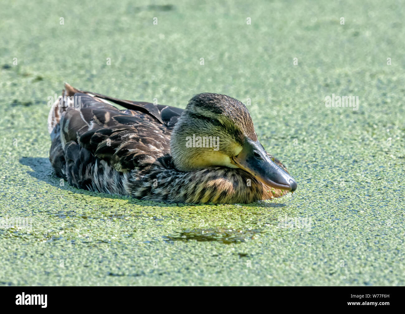 Female Mallard (Anas platyrhynchos) swimming on a duckweed covered pond Stock Photo