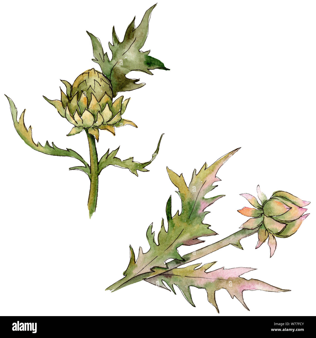 Thistle floral botanical flowers. Watercolor background illustration ...