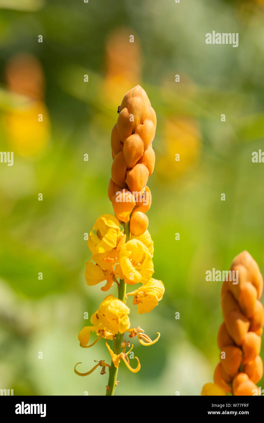 Yellow inflorescence of Cassia alata plant, closeup. Thailand, Koh Chang island. Stock Photo