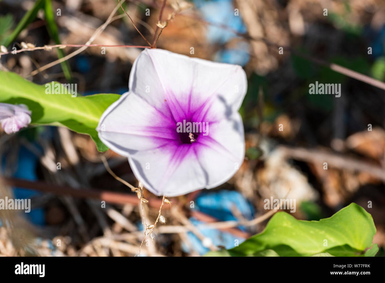 Ipomoea, pink flower, close-up in natural light. Koh Chang Island, Thailand. Stock Photo