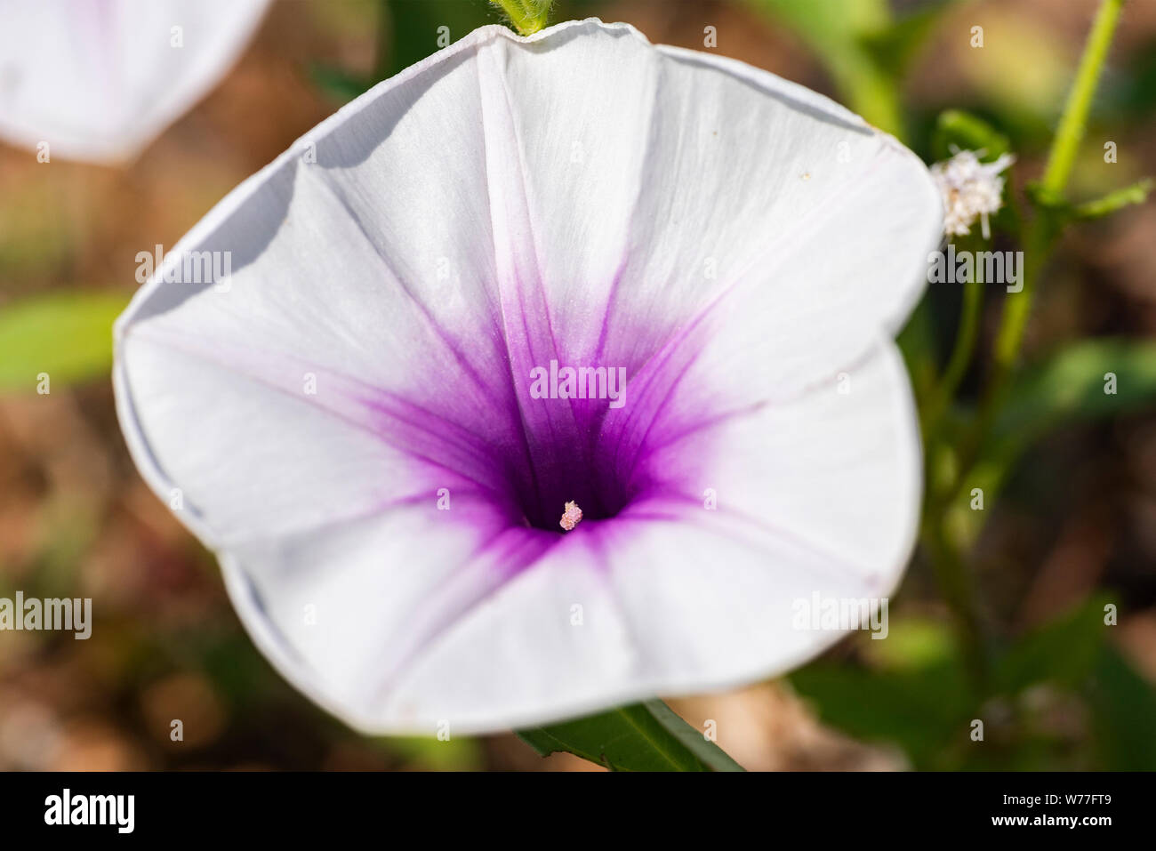 Ipomoea, pink flower, close-up in natural light. Koh Chang Island, Thailand. Stock Photo