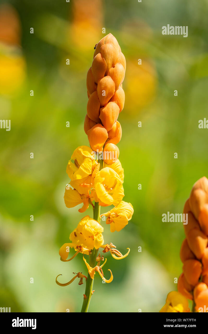 Yellow inflorescence of Cassia alata plant, closeup. Thailand, Koh Chang island. Stock Photo