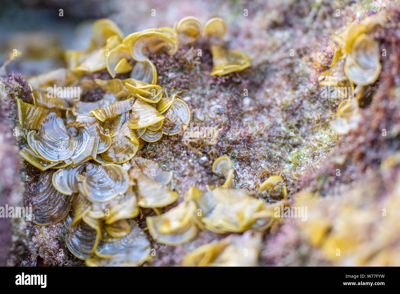 Brown algae of the genus Padina Pavonica on a rock after low tide, close-up. Thailand, Koh Chang island. Stock Photo