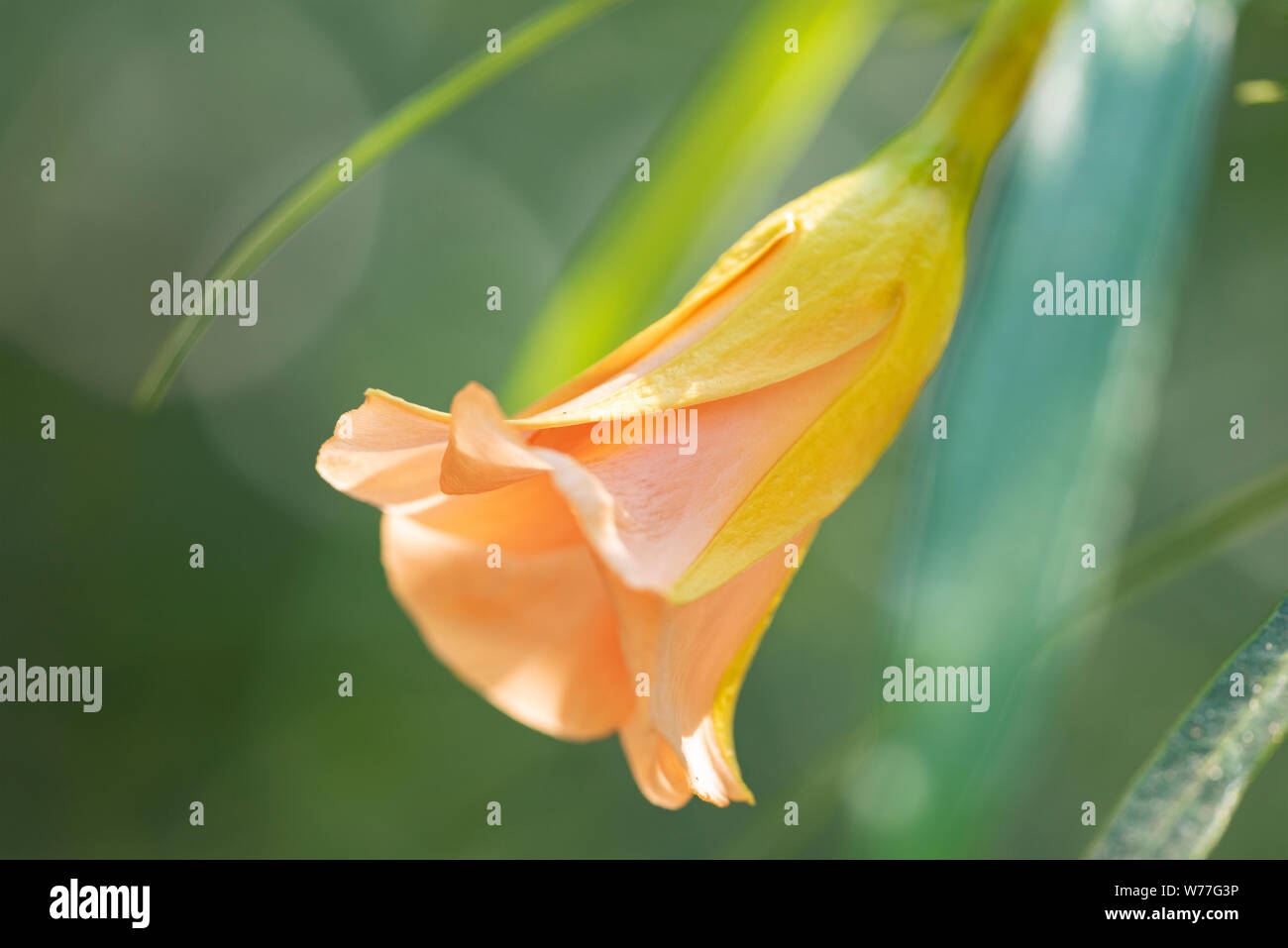 Thevetia peruviana (Cascabela thevetia) - orange bud, close-up. Thailand, Koh Chang Island. Stock Photo