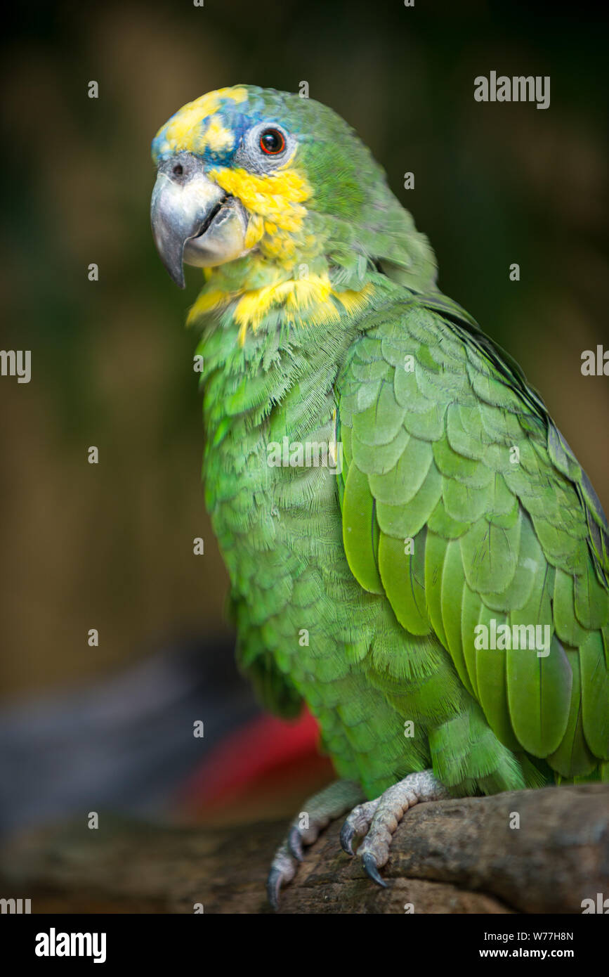 Orange winged amazon parrot Amazona amazonica closeup Stock Photo Alamy