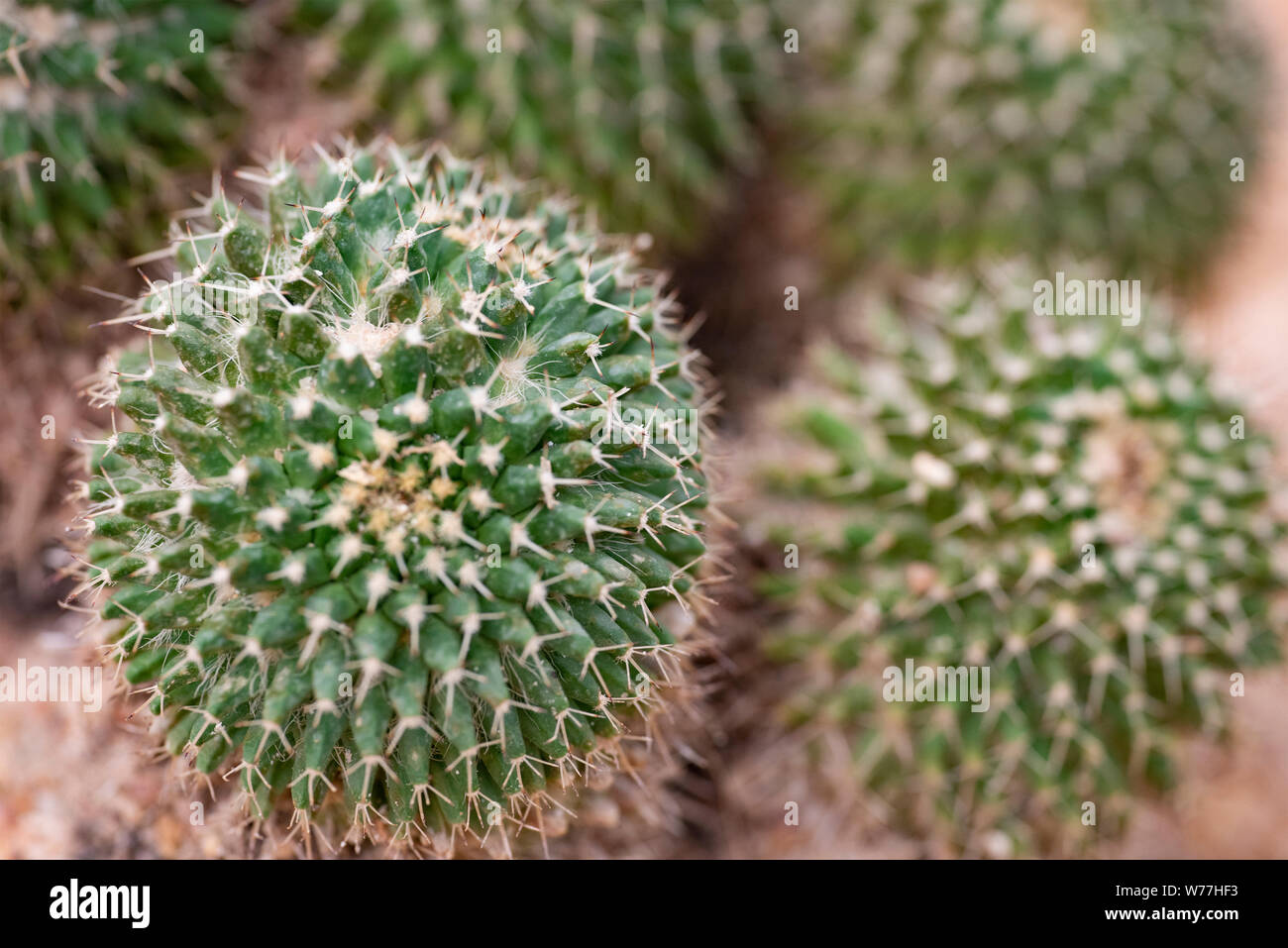 Dangerous cactus hi-res stock photography and images - Page 25 - Alamy