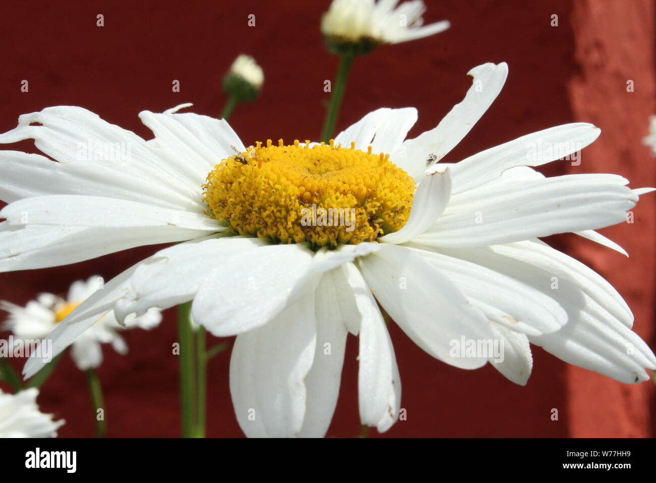 Close up of large (Gerbera) daisy on a sunny day in Portmeirion Stock Photo