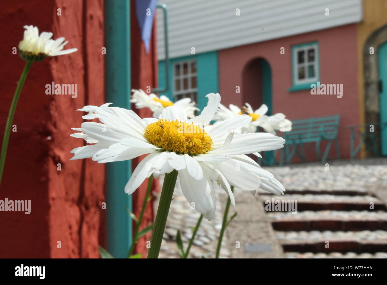 Close up of a large (Gerbera) daisy in front of colourful buildings on a sunny day in Portmeirion Stock Photo
