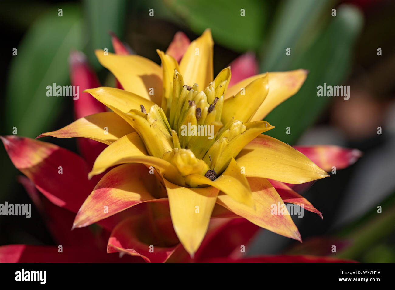 Guzmania - a flower close-up in natural light. Thailand. Stock Photo