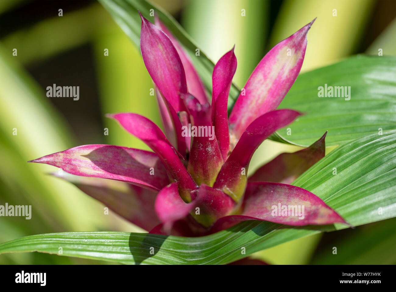 Guzmania - a flower close-up in natural light. Thailand. Stock Photo