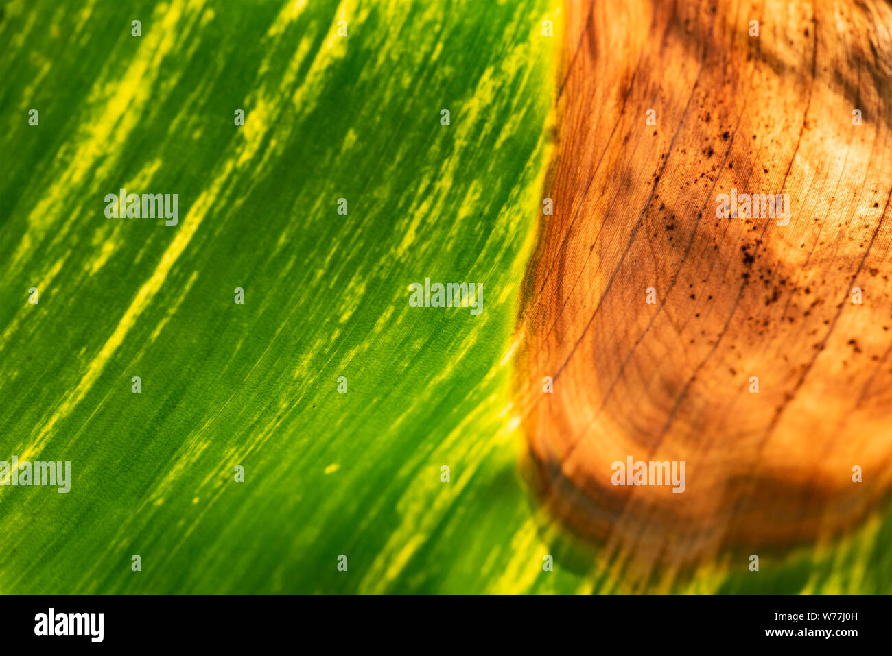 Green palm leaf with a clearly visible texture and with a dry area