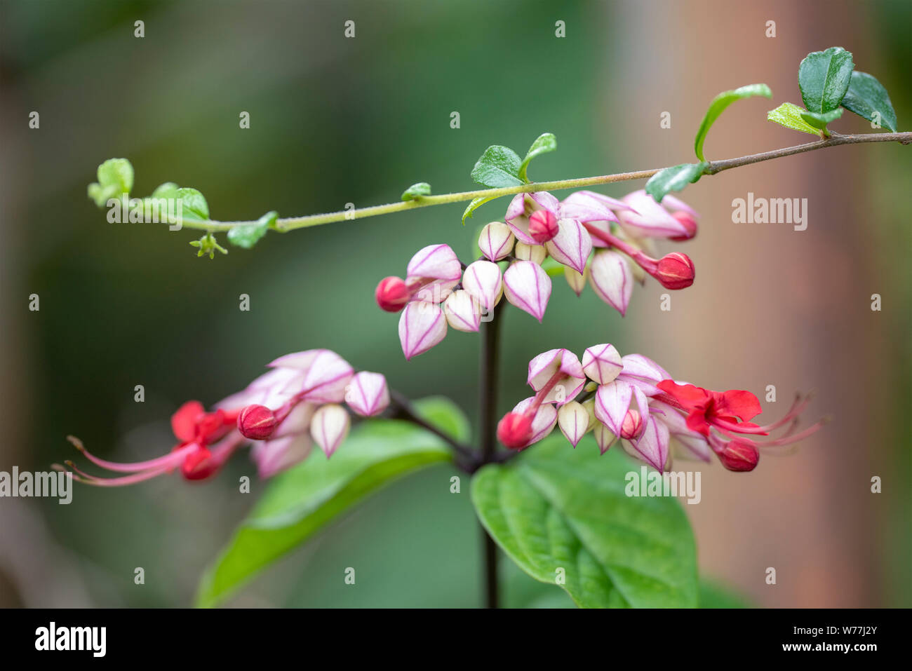 Clerodendrum Thompson (lat. Clerodendrum thomsonae) - flowers close-up. Thailand. Stock Photo