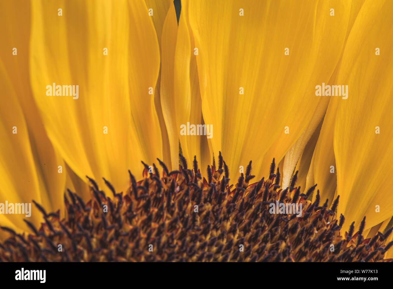 Sunflower petals hi-res stock photography and images - Alamy