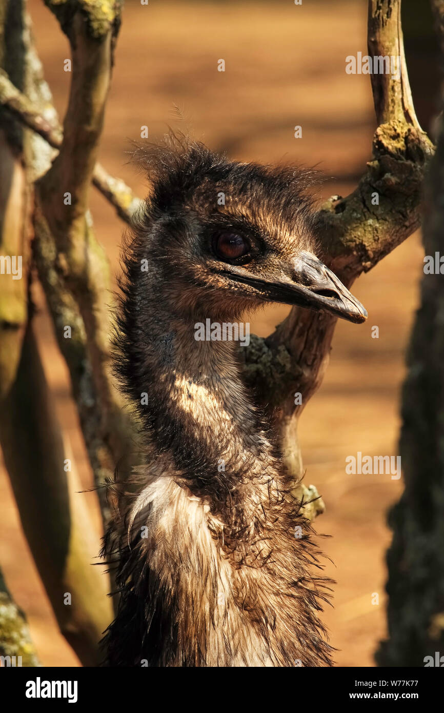 Emu, The world second largest bird by height. Take at Tropiquaria Zoo, Somerset. Stock Photo