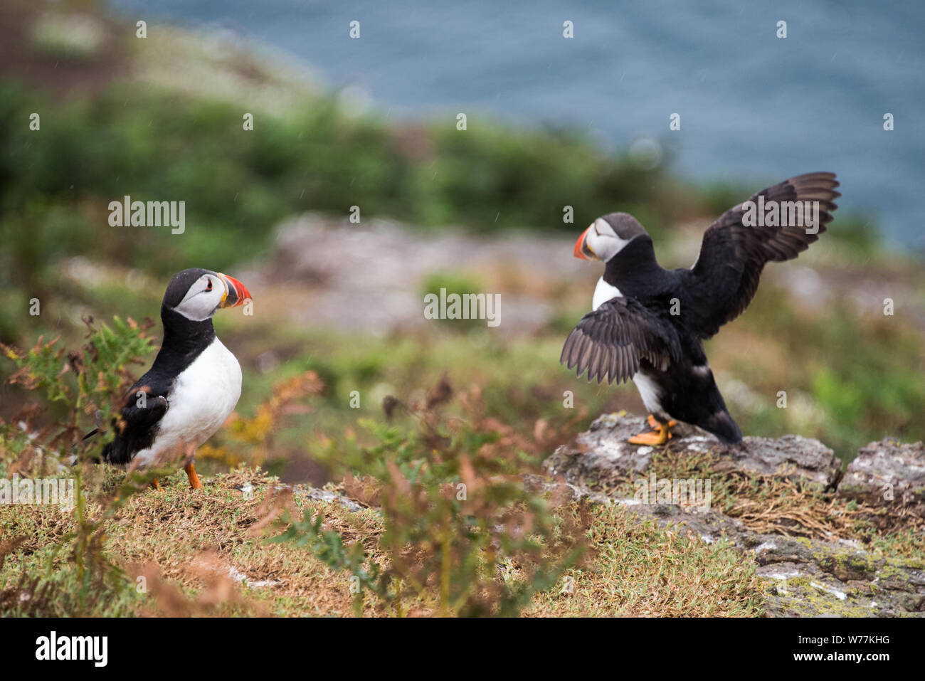 Atlantic Puffins on Skomer Island Stock Photo