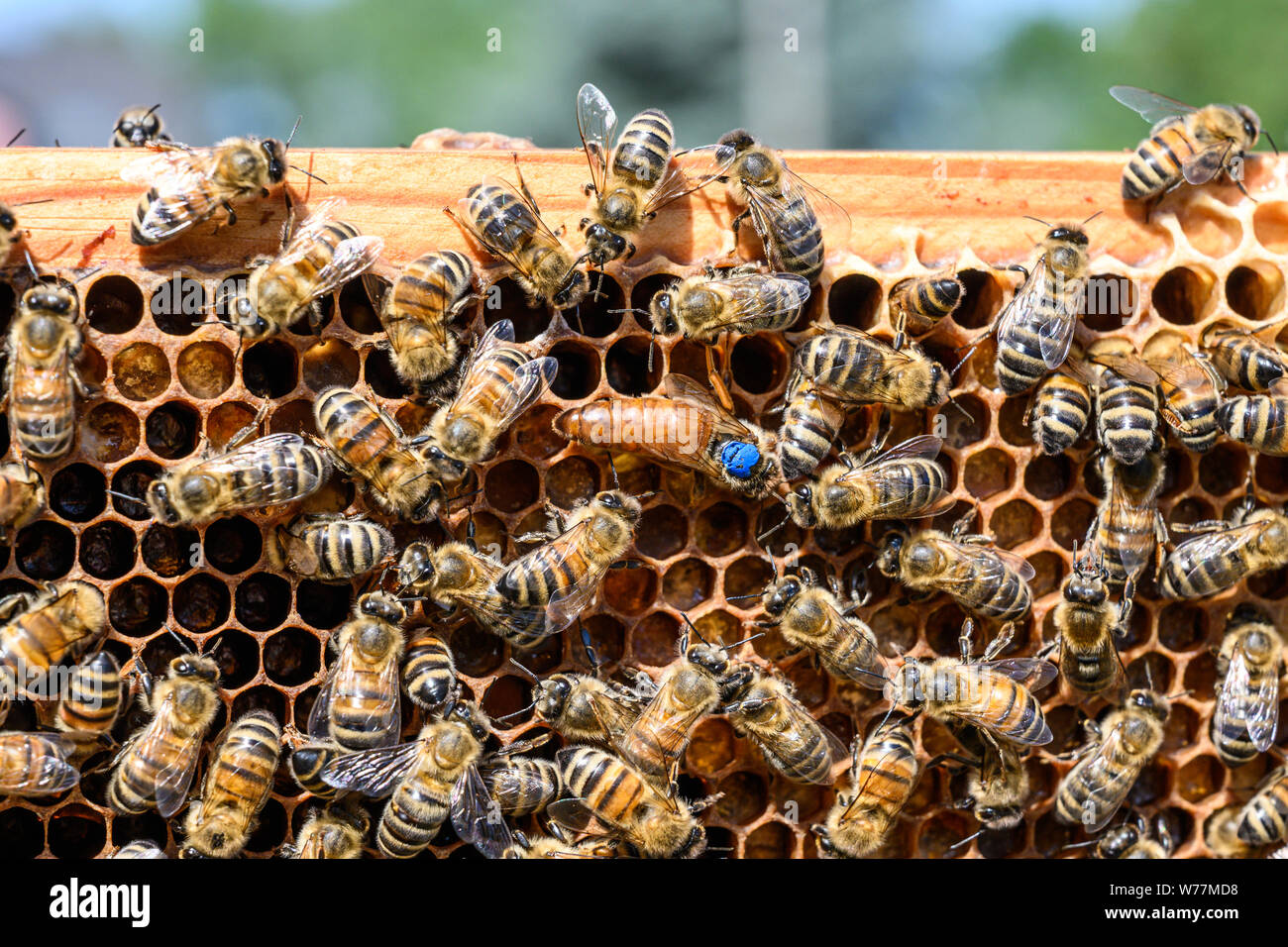 blue mark queen Bee working Honey bees beehive Wax Frame beekeeping