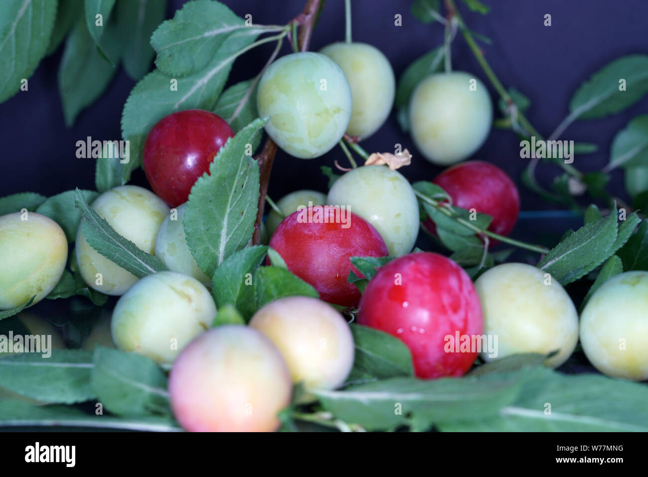 Mirabelle plums from the local garden in Germany are very sweet Stock