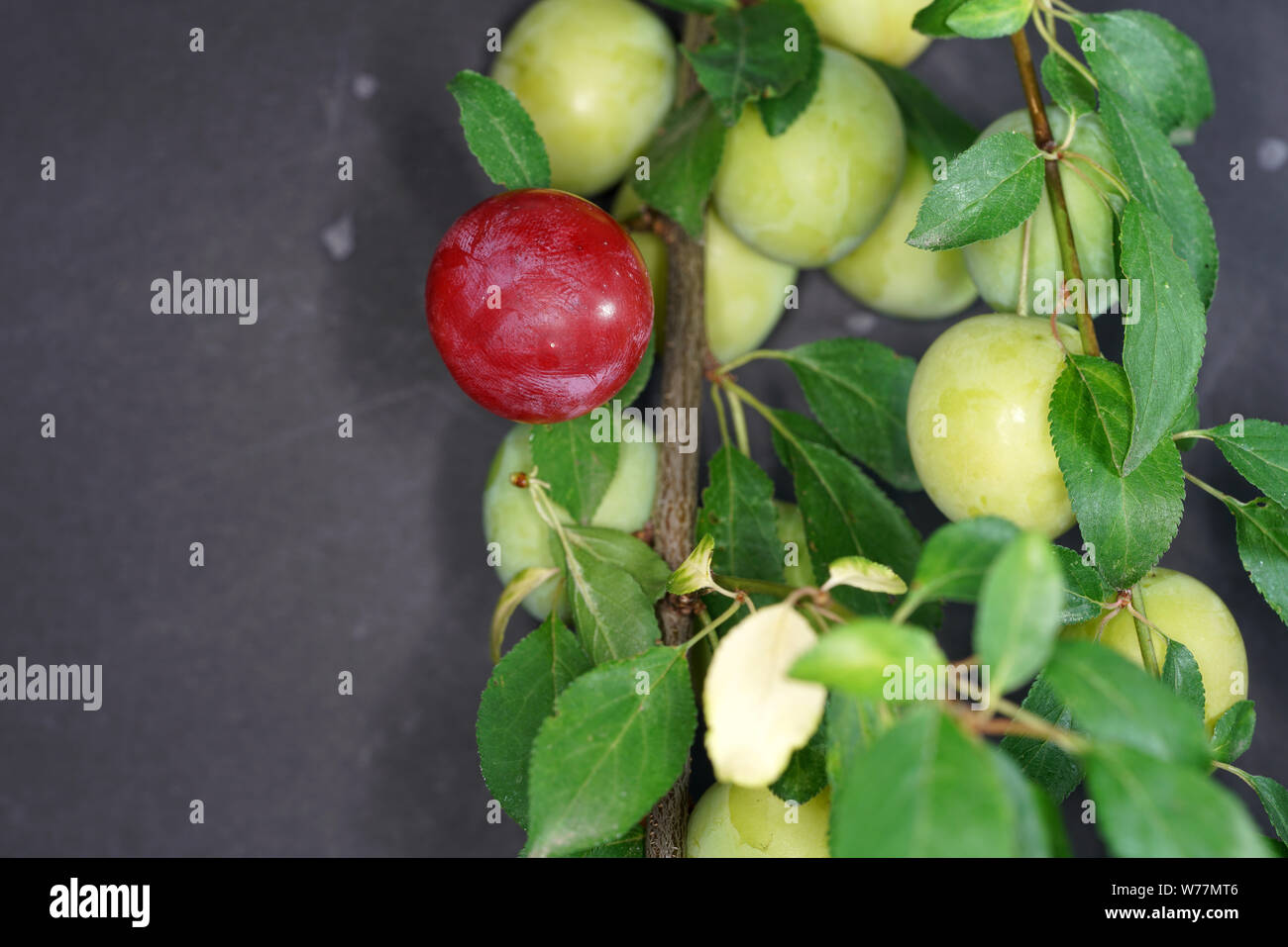 Mirabelle plums from the local garden in Germany are very sweet Stock