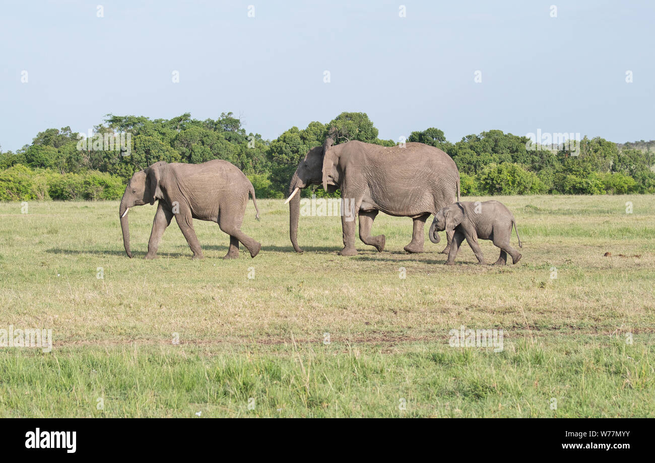 African elephant (Loxodonta africana), a family group consisting of a mother and two calves, one near full-grown, the other young. Stock Photo